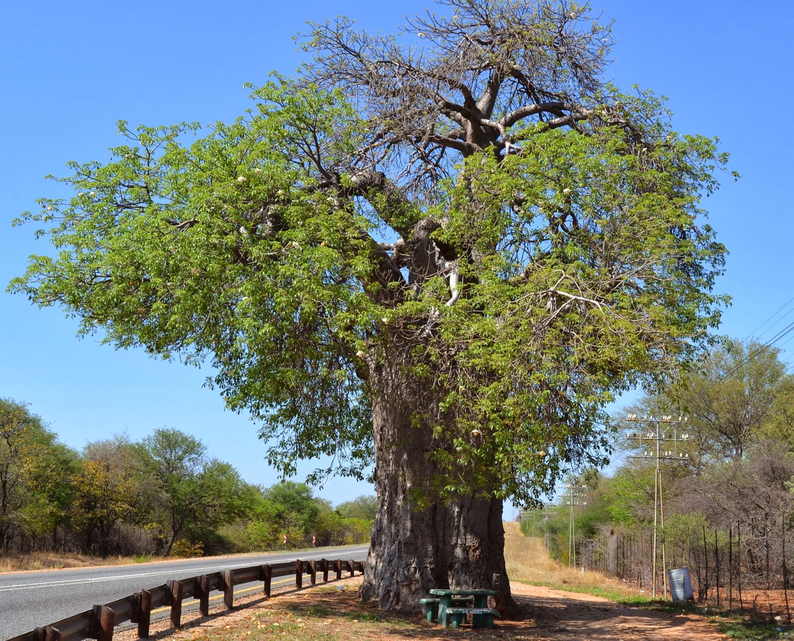 I Travel South Africa The Boabab Tree Musina Limpopo Province