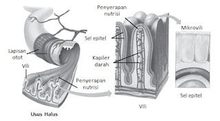 Organ Organ Pencernaan Pada Manusia