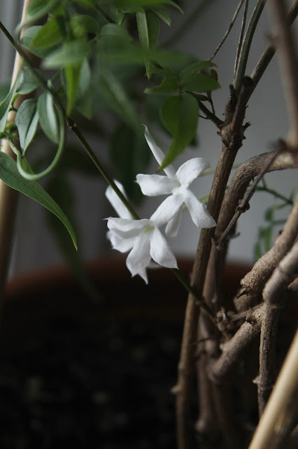 houseplants, jasmine, flowers, Anne Butera, My Giant Strawberry