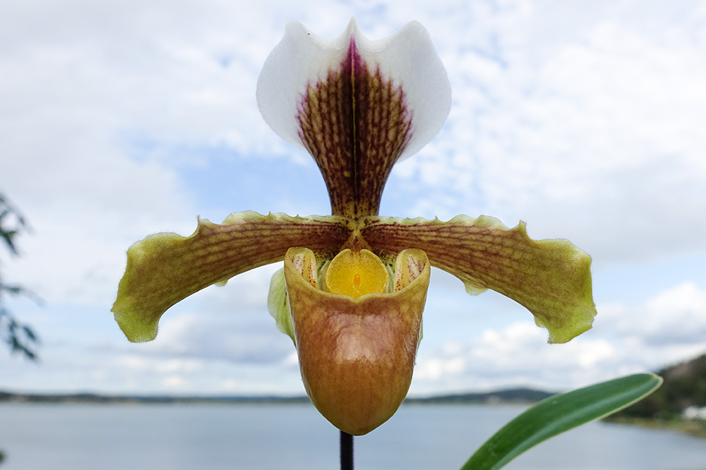 Paphiopedilum vejvarutianum orchid plant care and culture Travaldo's blog