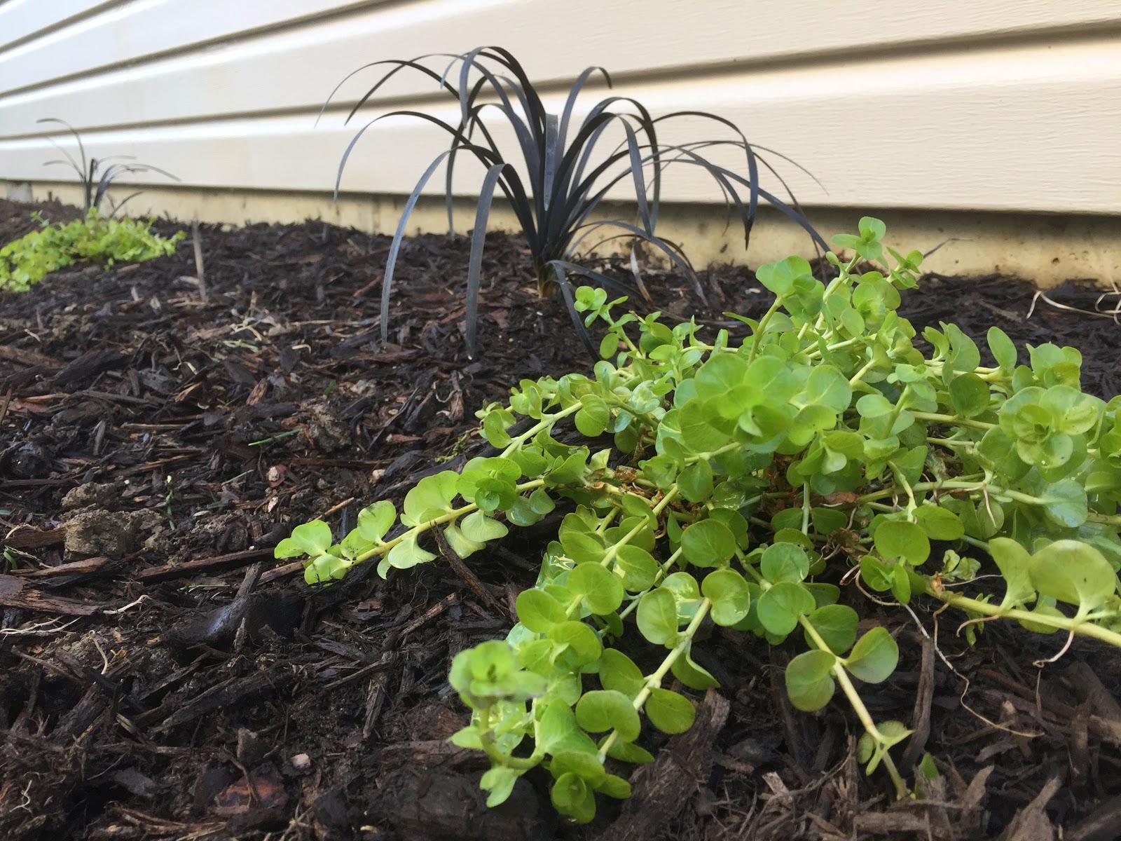 The Outlaw Gardener Kent East Hill Nursery Off To A Great Start