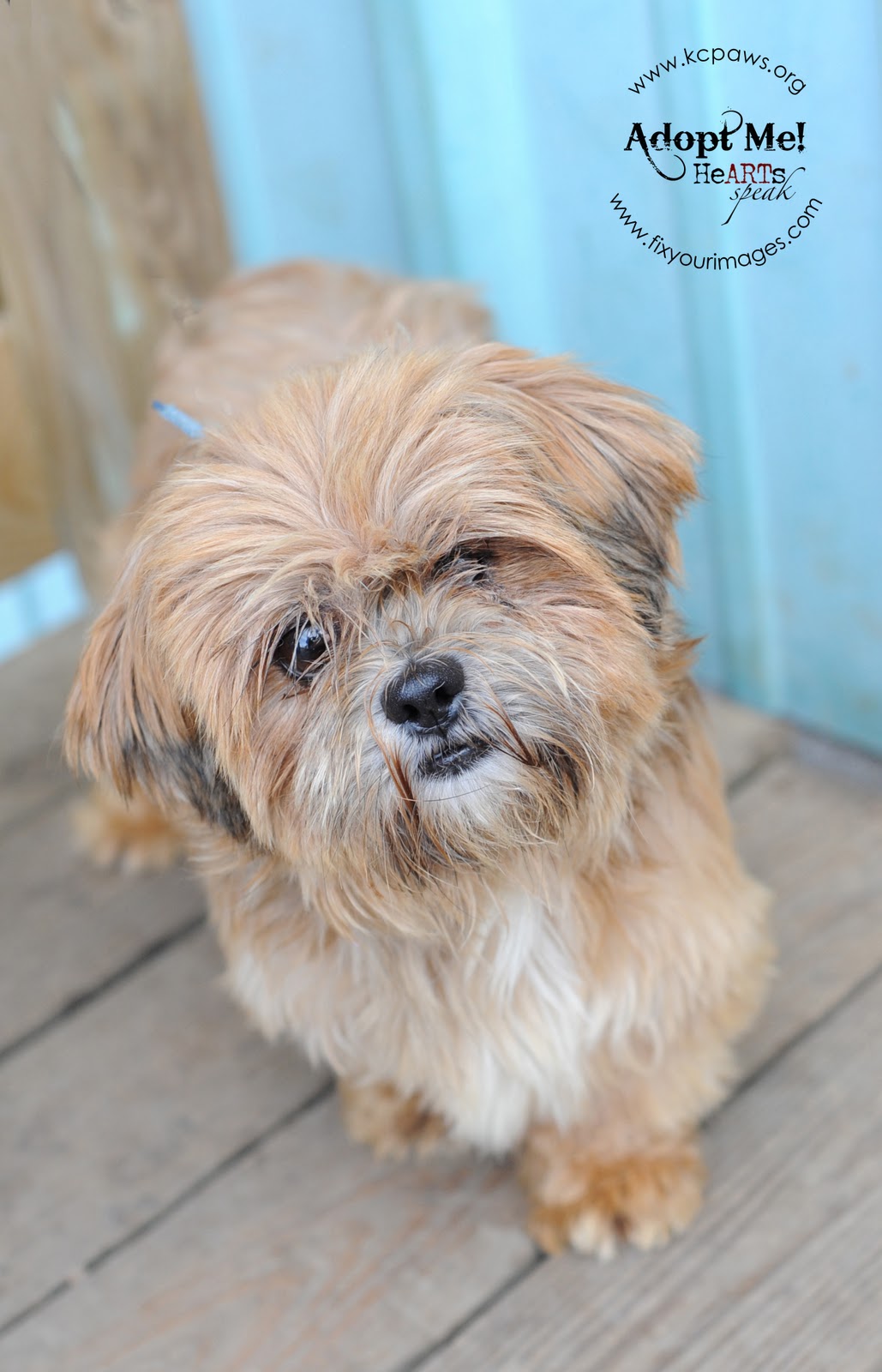 Adopt a Pet in Kansas City Current Adoptable Dogs at KC PAWS