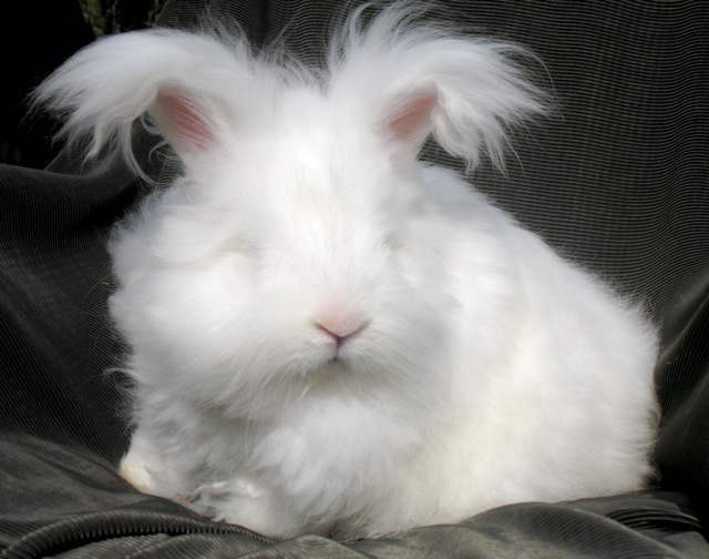 Funny fluffy bunny.