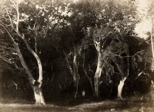 Forêt de Fontainebleau, Eugène Cuvelier photographe.