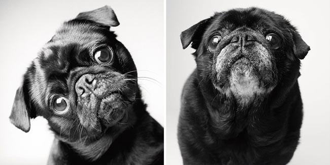 Dog Years Pictures Of Aging Dogs That Will Make Dog Lovers Cry - Fred: Two years and 10 years