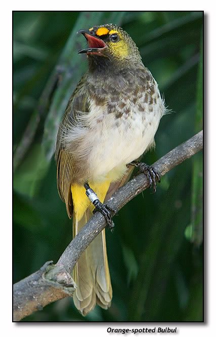 Galery Burung: gambar macam macam burung