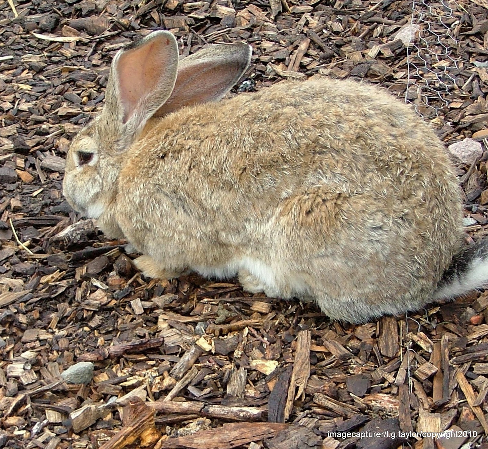 IMAGECAPTURER.: YORKSHIRE WILDLIFE PARK.