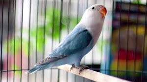 Caraputu Com Media Refrensi Harga Burung Mp3 Burung