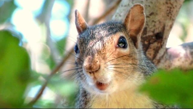 Gray Squirrel Duck "Quack" Alarm Call