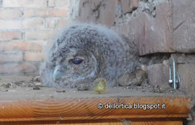 allocco picchio muratore uccelli rapaci birdwatching alla fattoria didattica dell ortica a Savigno Valsamoggia Bologna in Appennino vicino Zocca