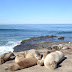 【聖地牙哥。景點】可愛海獅群躺在絕美自然海岸曬太陽，拉霍亞海岸La Jolla Cove