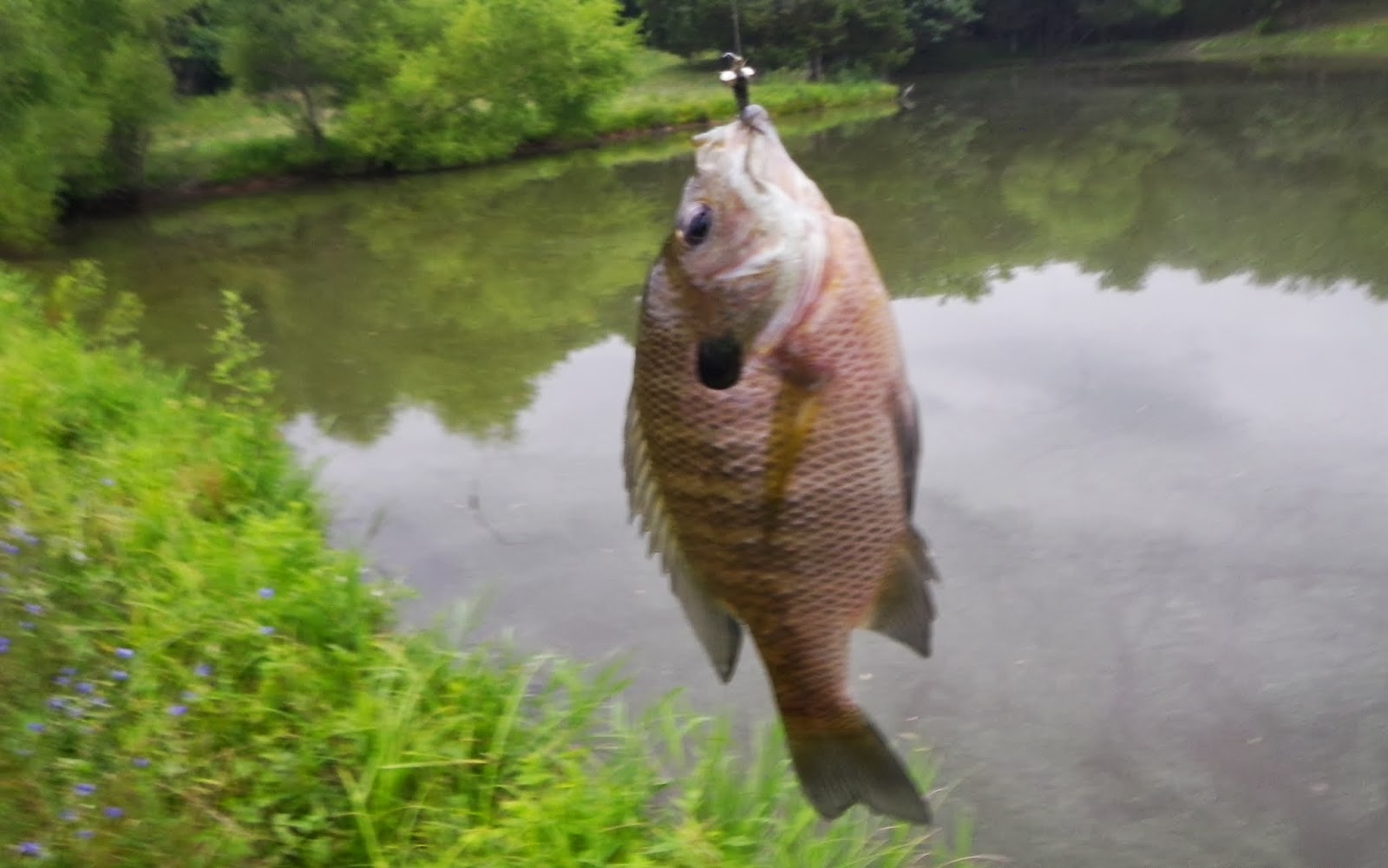 Ozark Fly Fisher Sunfish Heaven Revisited