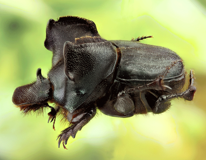 Especies endémicas en México: Especies endémicas en México y el Mundo