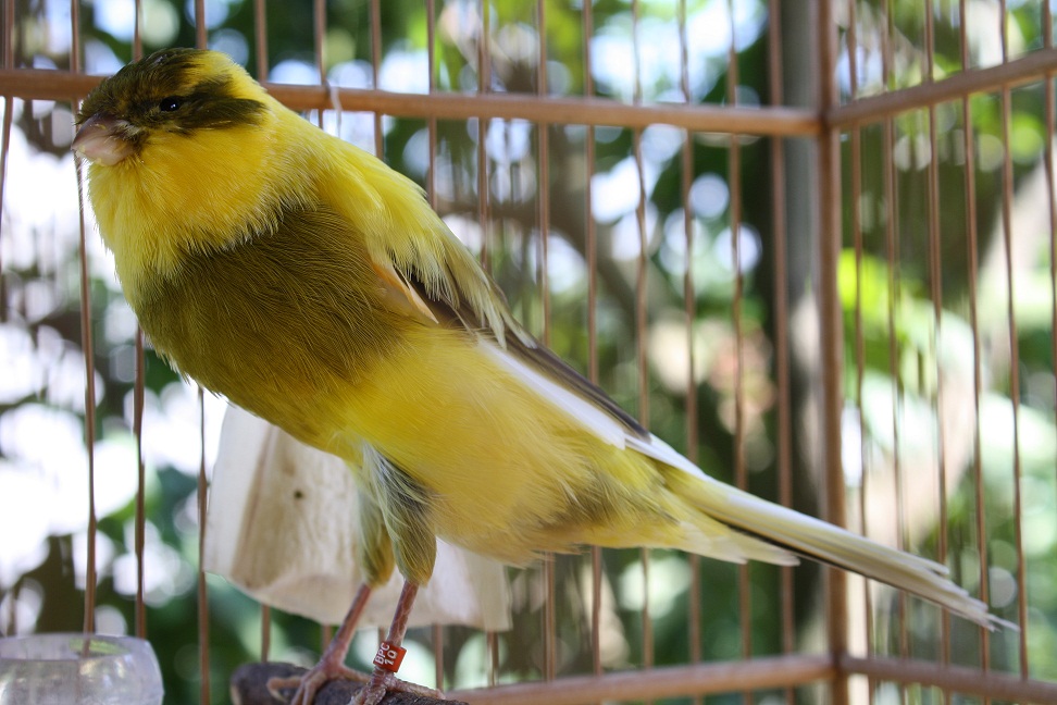 Keindahan Suara Kenari Yorkshire Asli yang Mengagumkan Keindahan Suara Kenari Yorkshire Asli yang Mengagumkan