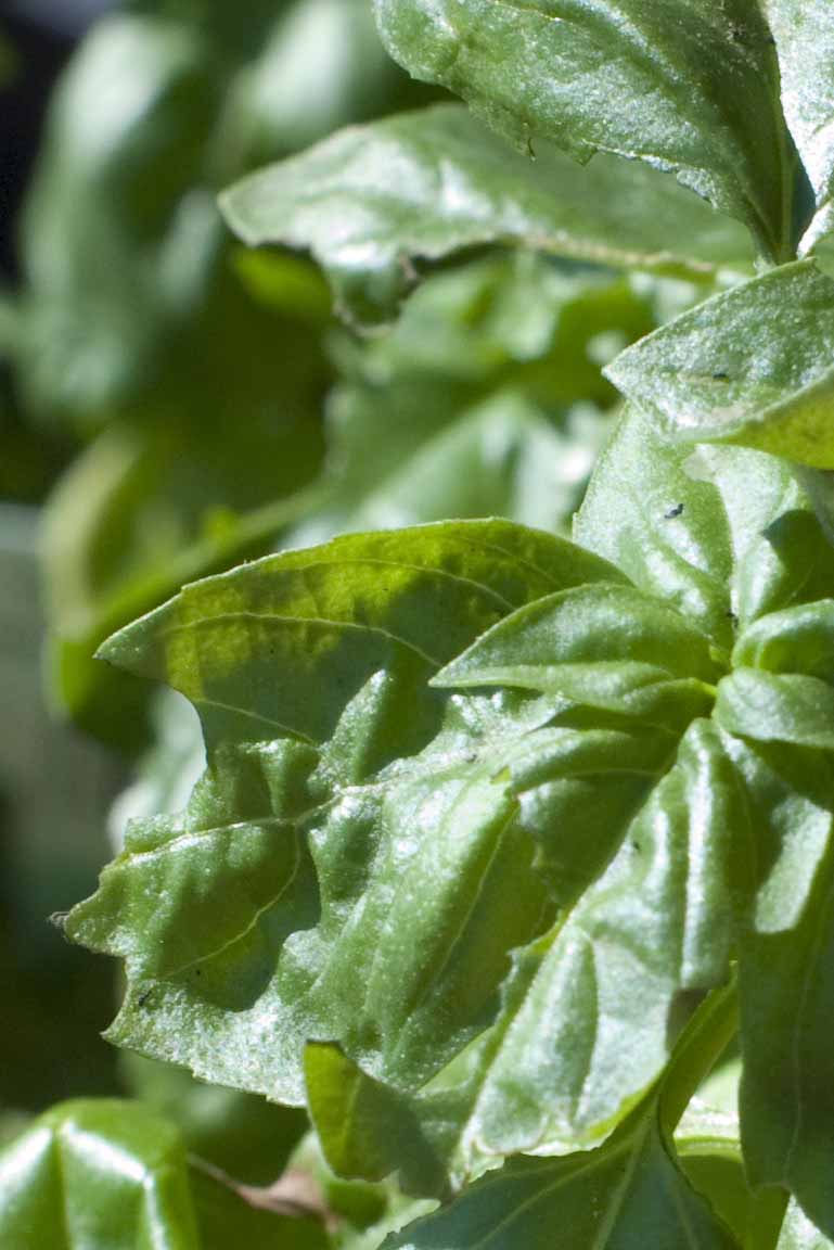 found-spaces-gardener-old-what-s-eating-my-basil