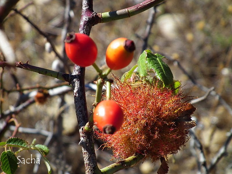 Chemins et jardins ( blog rando et balade ) Du poil à gratter