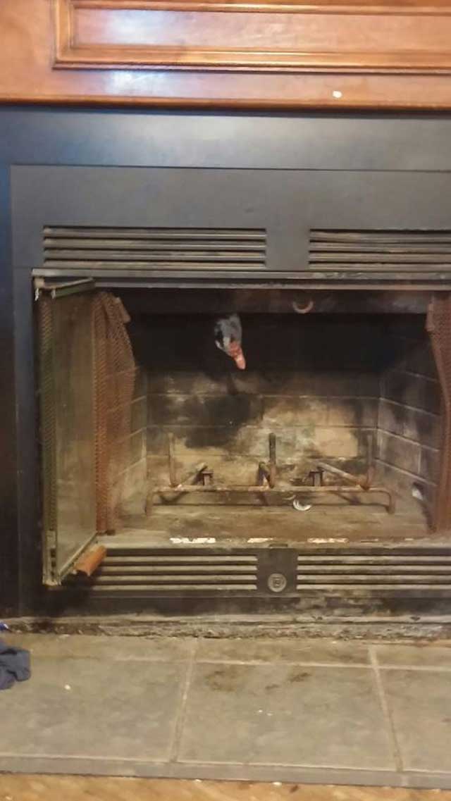 Nothing To Do With Arbroath Duck stuck in fireplace extricated by