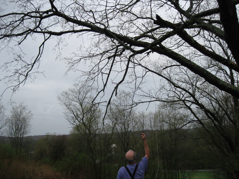 Plants and Stones Widow Maker Neatly Dropped