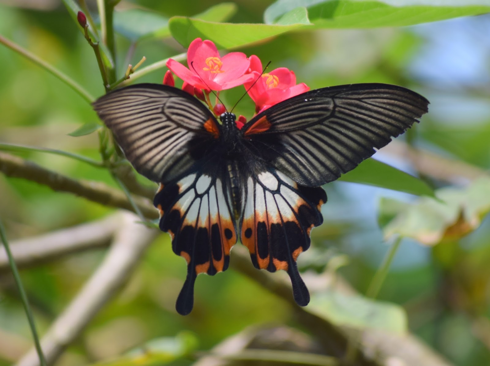 Field Notes and Photos Papilio polytes Common Mormon Butterfly