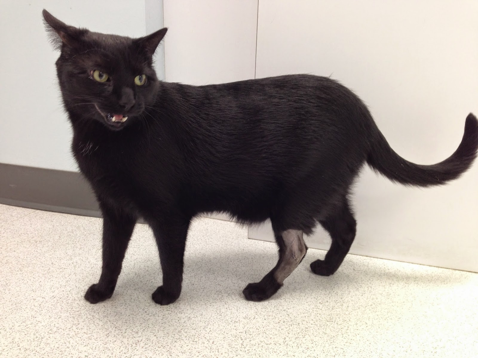 Exclusively Cats Veterinary Hospital Blog What is that bump