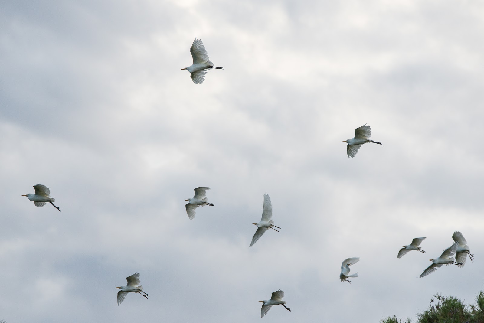 The Kitchen Lioness Lemon Balm Drizzle Cake Easter Eggs