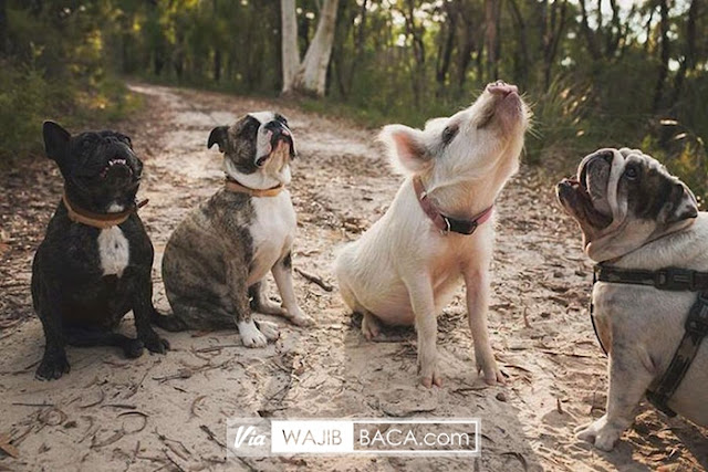 Beginilah Alasan Mutlak Mengapa Anjing dan Babi Diharamkan Dalam Islam