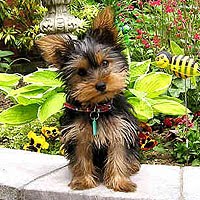 Yorkshire 4 meses tamanho Clearance