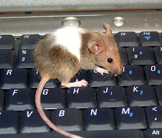 Computer Mouse, Pockafwye@Flickr