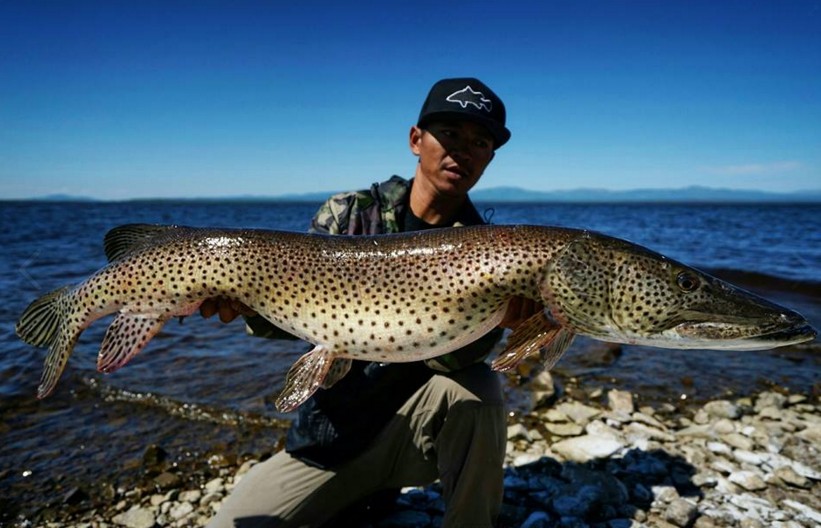 Big Fishes of the World: PIKE AMUR (Esox reicherti)
