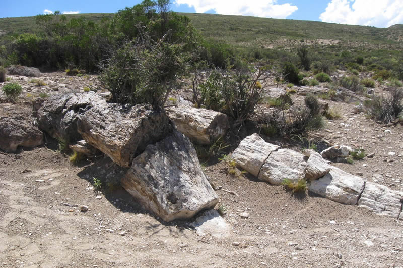 Bosques petrificados prehistóricos y fósiles forestales vivientes la