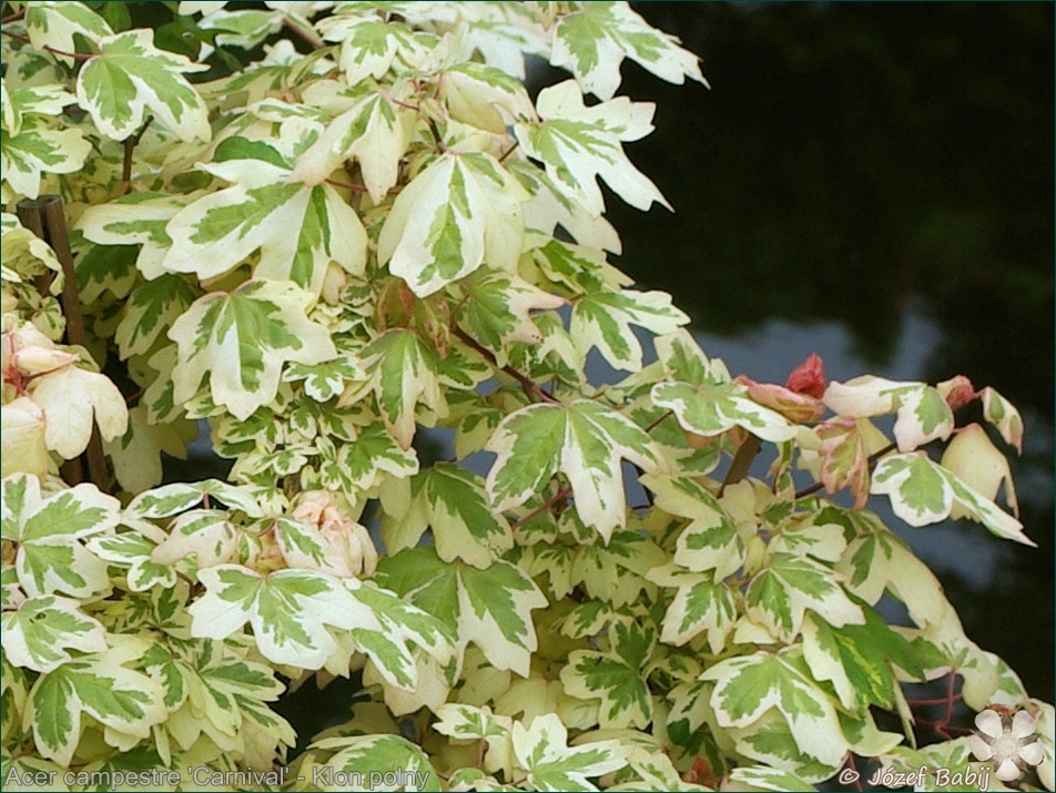 Acer campestre 'Carnival' - Klon polny 'Carnival'