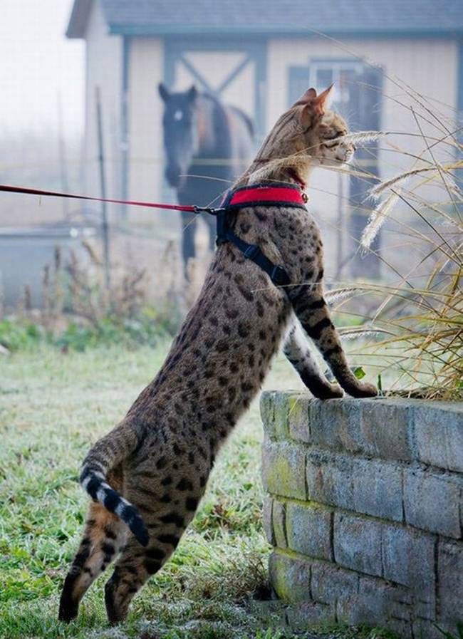 Tall cat. Саванна кошка. Саванна кошка и Мейн кун. Большие кошки домашние. Длинная кошка.