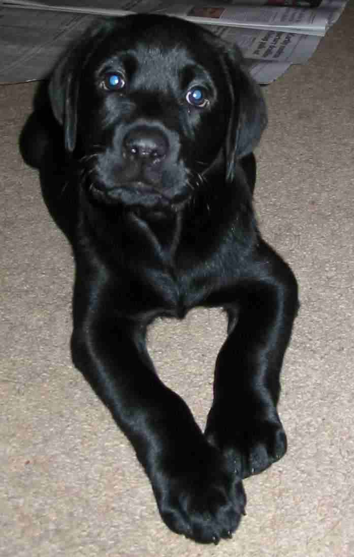 Cute Puppy Dogs: black labrador retriever puppies