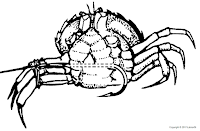 Montage crabe peche