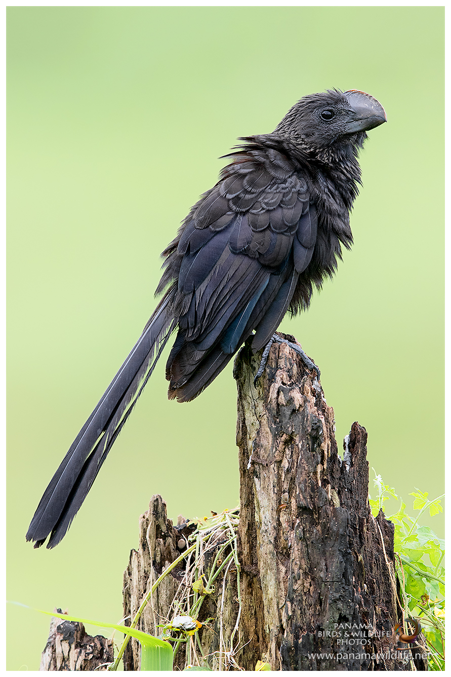 Featured Species: Smooth-billed Ani (Crotophaga ani)