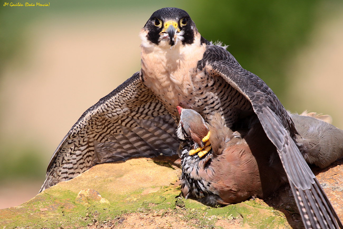 Fotografía de Naturaleza JM Gavilán El Halcón peregrino, Falco