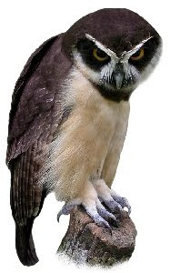 Murucututu (Pulsatrix perspicillata) Murucututu (Pulsatrix perspicillata)