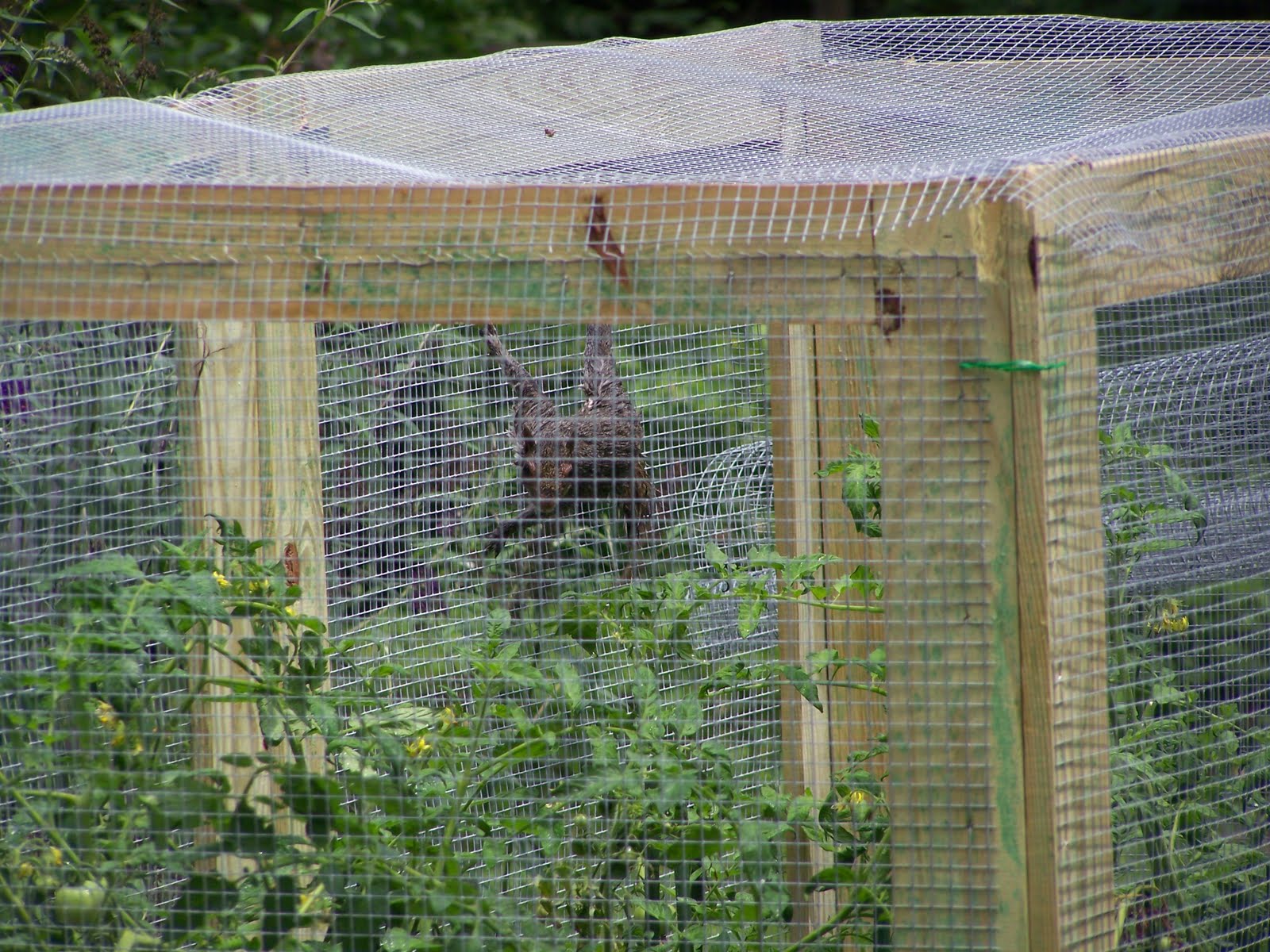 Experimental Garden Tomatoes in prison