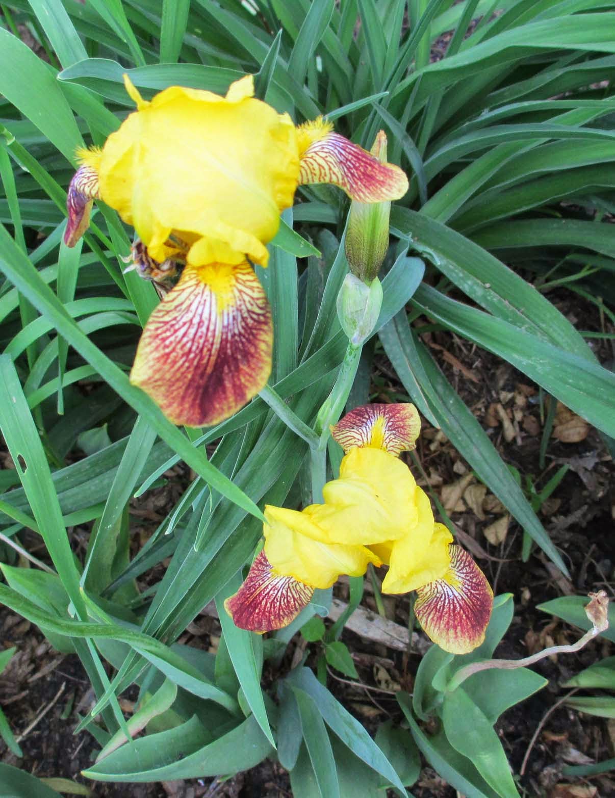 Garden Fancy: The Iris Moment Garden Fancy: The Iris Moment