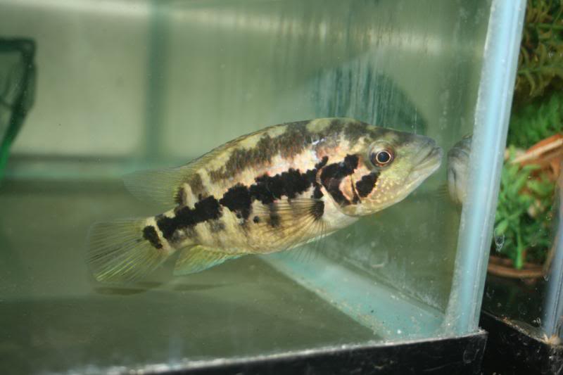 JOE'S AQUAWORLD FOR EXOTIC FISHES MUMBAI INDIA 9833898901 Aquarium