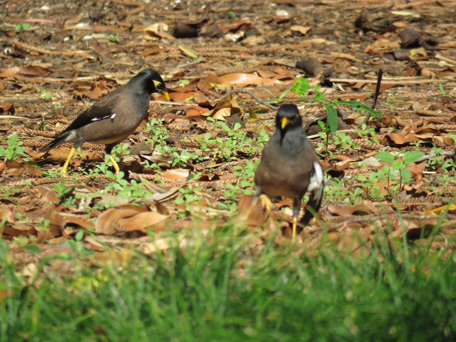 Bird Travel Photos Birding Sites Bird Information Common