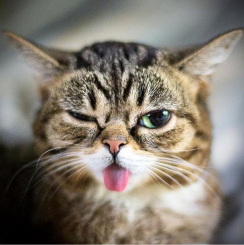 Gambar Kucing Lengkap Imut Meletin Lidah Anggora