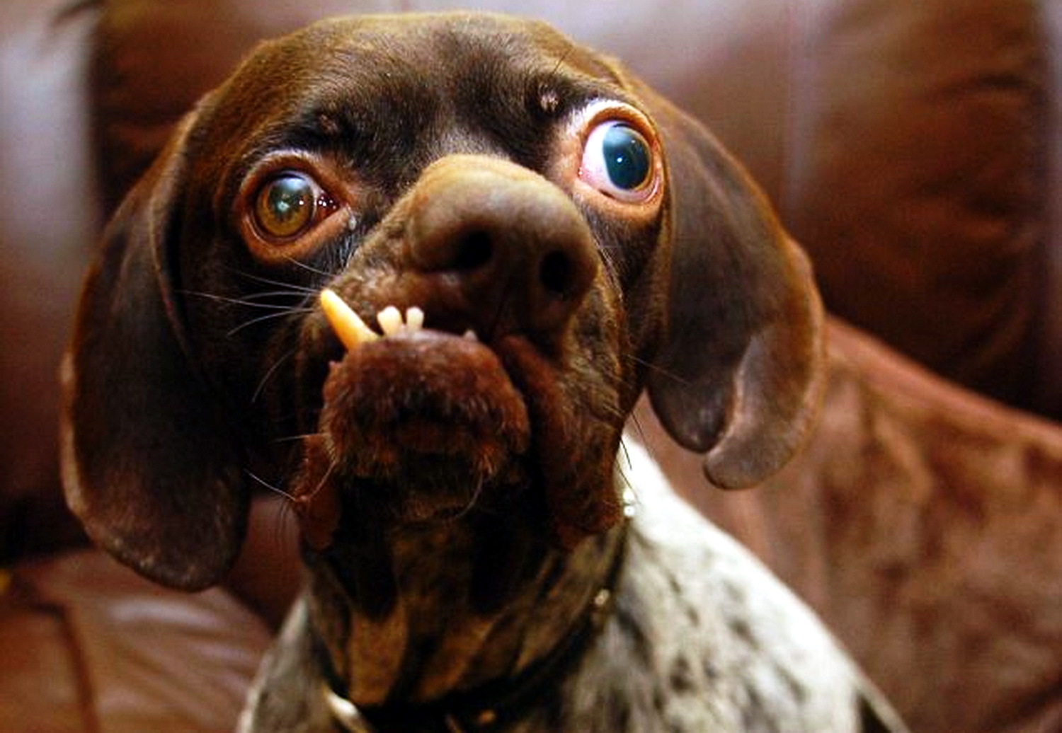 Шавка. Собачка с выпученными глазами. Самая уродливая собака в мире.