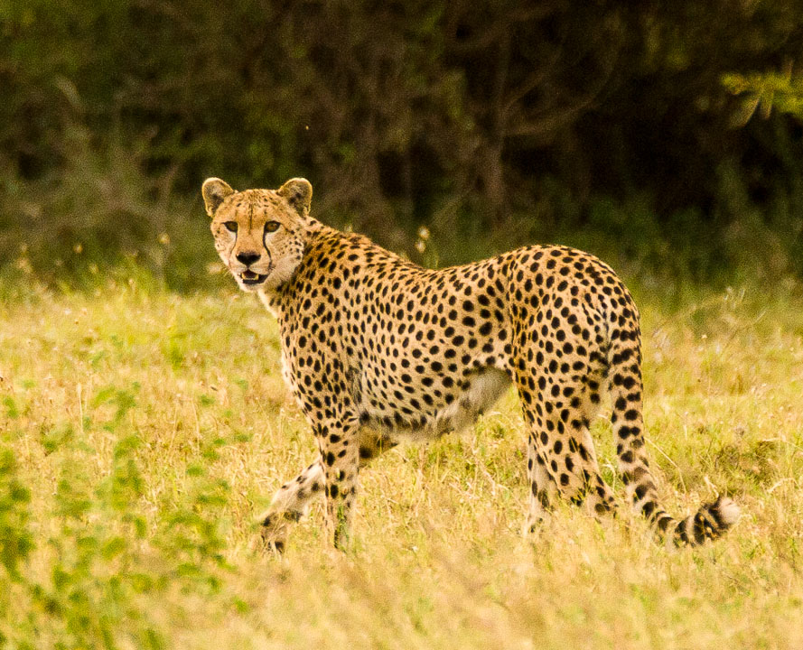 Abe's Animals: Live cheetah species