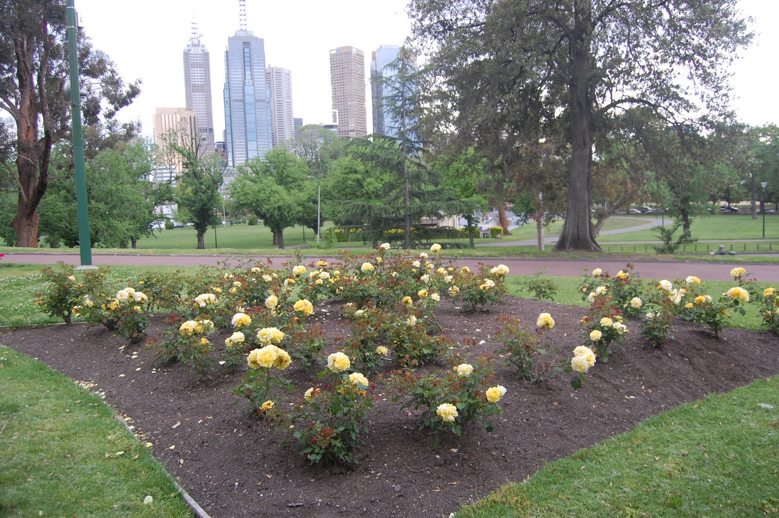 Earthy Reporter: 'ROSES CAPTURE MELBOURNE'S ESSENCE'