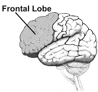 frontallobe.jpg