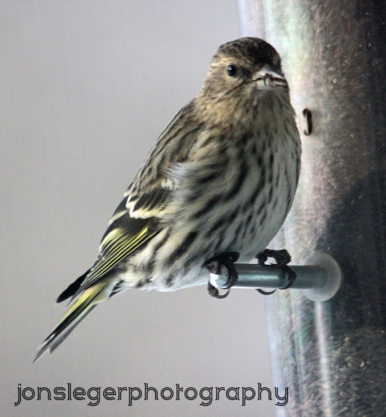 Northern Illinois Birder 1st pics of Winter birds of 2012 in Northern