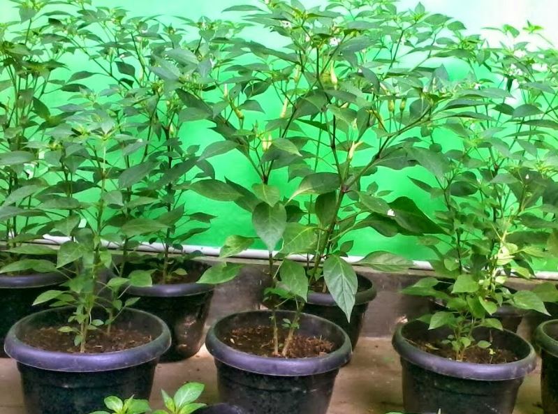 peluang budidaya cabe jawa polybag