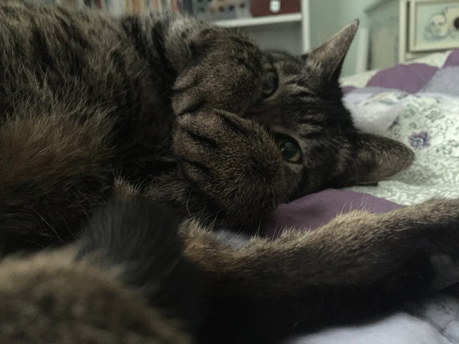 How to Bring a Cat from Japan to the U.S. Jojo's Story