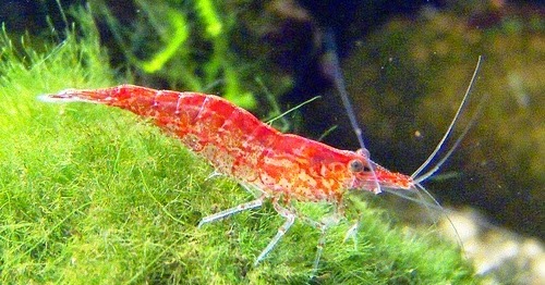 anakan udang red bee